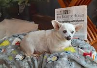 Sweet Chihuahua mix Spike would like to know how soft your couch is –  Orange County Register