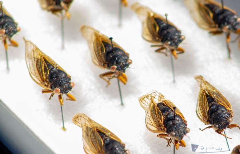 cicadas-3.jpg