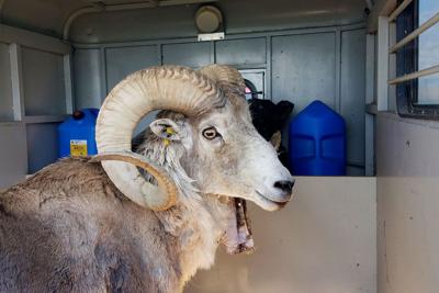 Montana man pleads guilty to wildlife trafficking charges in scheme to clone and sell sheep