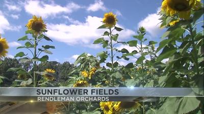 RENDLEMANS-SUNDFLOWERS-2021