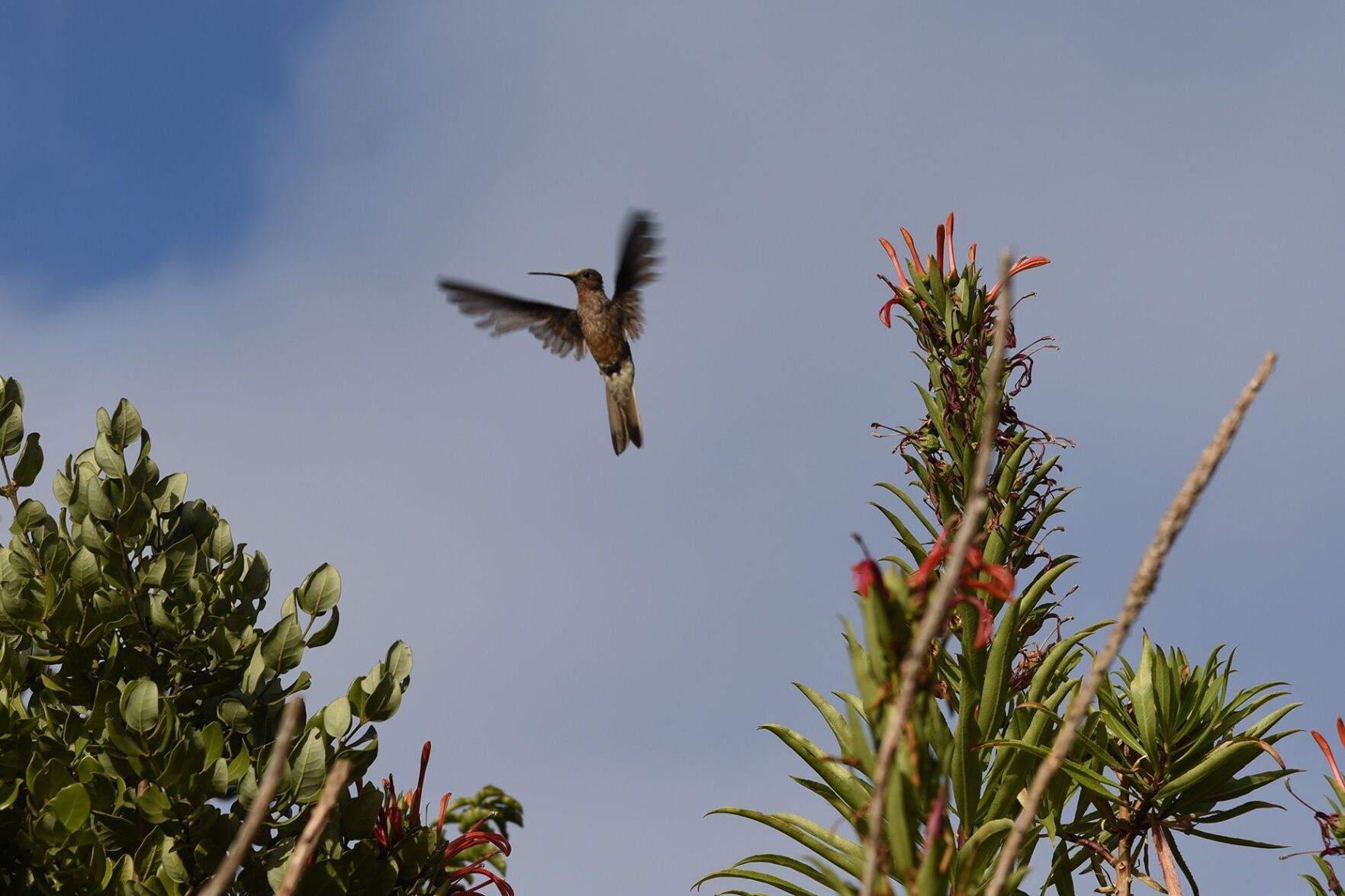 Scientists solve giant hummingbird mystery — with the help of tiny
