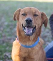 Pets of the Week: January 24, 2019
