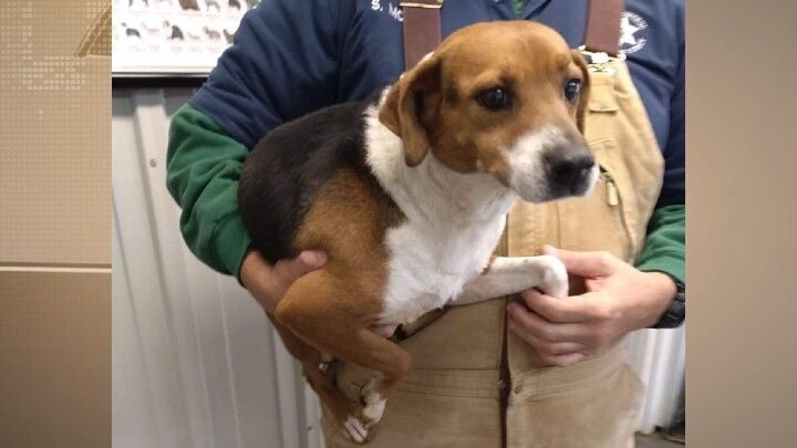 Female Beagle