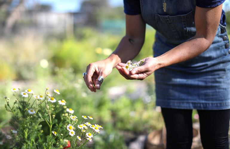 Find, gather and cook wild plants with urban forager Lisa M. Rose