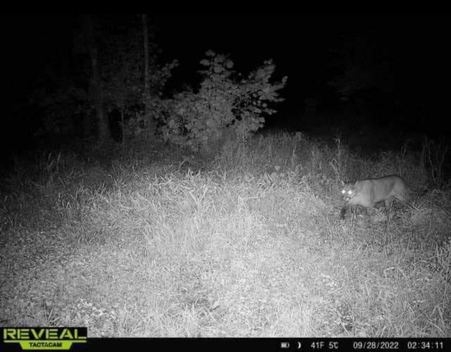 Mountain lion
