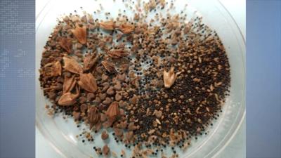 seeds