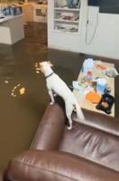 Dog finds safety on chair as house floods in Cedar Key, FL from Hurricane Debby #shorts