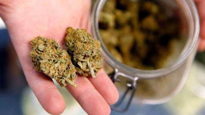 Marijuana harms development in first trimester of pregnancy, study finds