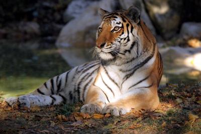 St. Louis Zoo tiger