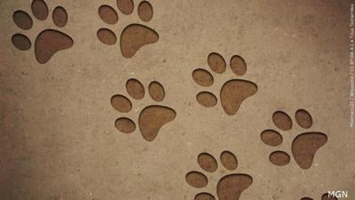 paw prints