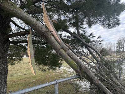 tree damage, storm damage