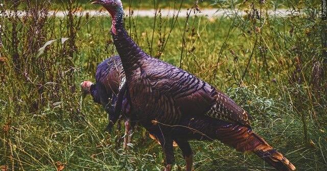 Kentucky Spring Turkey Season Opens in April with Promising Outlook