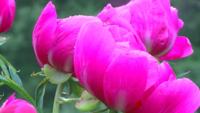 Peony Hill Farm Closes Fields Flowers Still Available Coronavirus Wsiltv Com