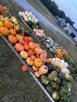 The u-pick pumpkin patch