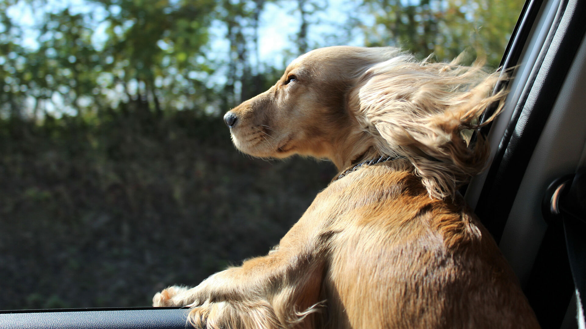 Florida animal welfare bill would ban dogs from sticking heads out car window News wsiltv