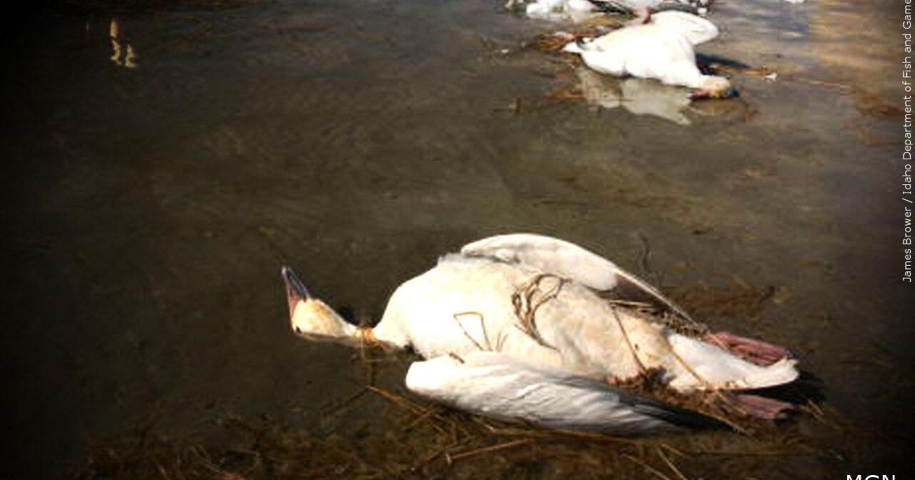 Illinois & Missouri monitoring potential avian flu outbreaks in waterfowl