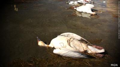 Dead geese.jpg