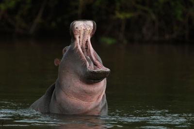 Toddler dead, 23 others missing as hippo capsizes boat in Malawi