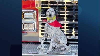 Knox the dog