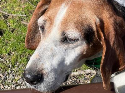Never give up' After 7 years at the animal shelter, hound dog finds his forever home | News Never give up' After 7 years at the animal shelter, hound dog finds his forever home | News
