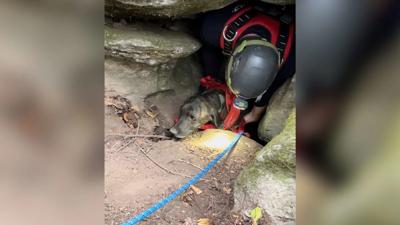 dog in cave