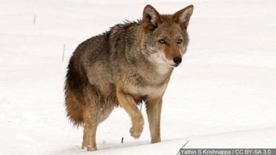 coyote