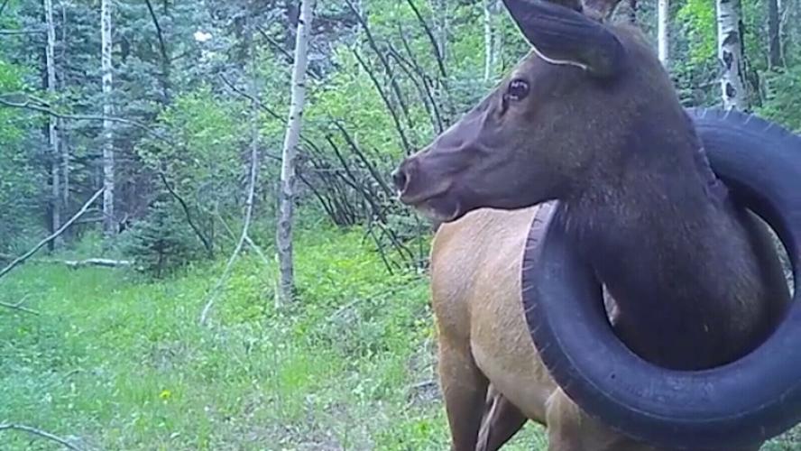 After several attempts, wildlife officers remove tire that was around an elk's neck for over two years