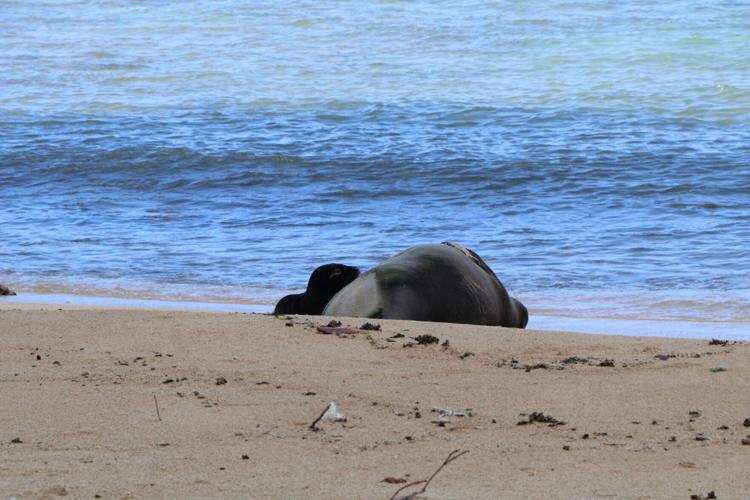 Hawaiian officials block beach to protect adorable endangered monk seal pup