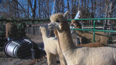 Rolling Oak Alpaca Ranch