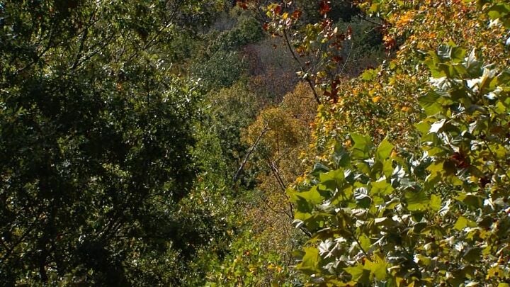 trees in Shawnee National Forest