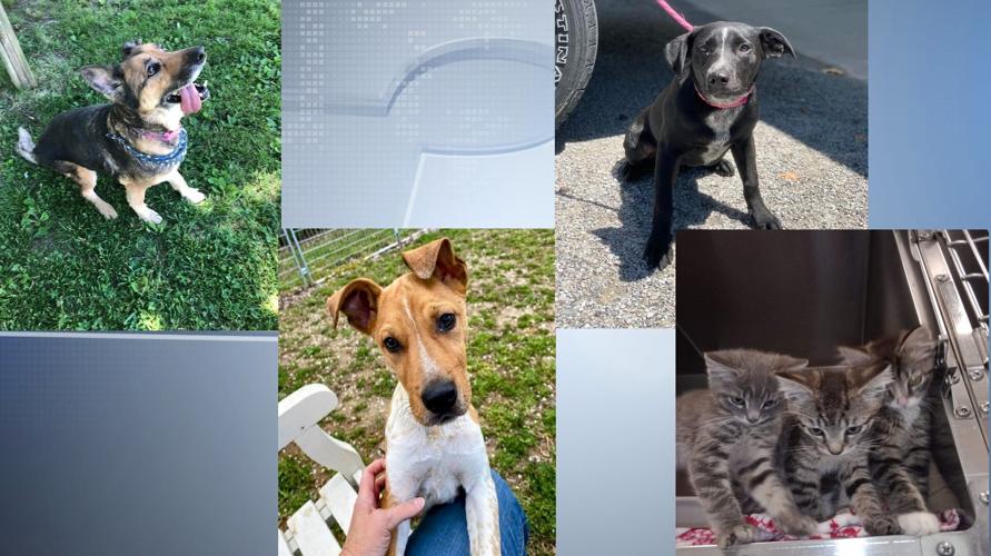 July 7th Pets of the Week