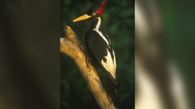 Nearly two dozen species of birds, fish and other wildlife are set to be declared extinct and removed from the endangered species list