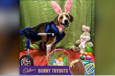 Lt Dan Cadbury Bunny