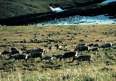 Biden administration cancels years-long attempt to drill in Alaska National Wildlife Refuge