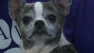 Furever Homes Daisy Web Pic