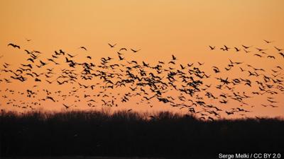 BIRDS