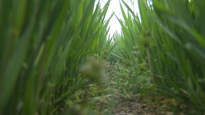 Frozen Wheat Ross PKG