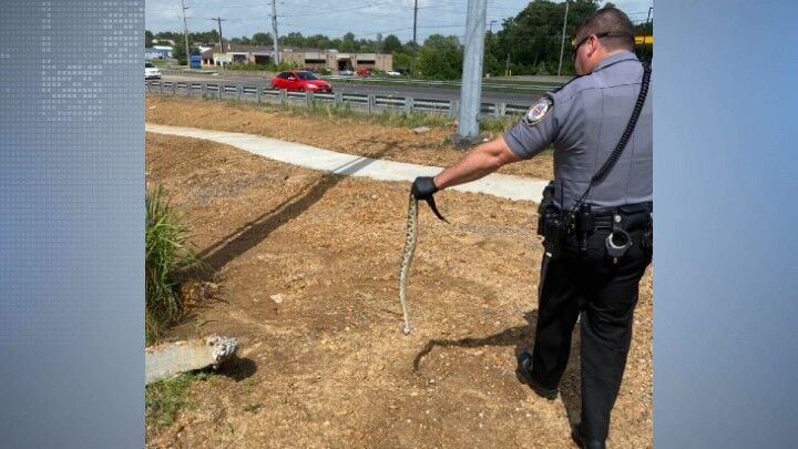 Murray rattlesnake 1