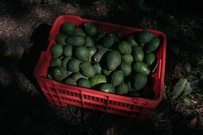 US suspends avocado imports from Mexico after threat to US inspector