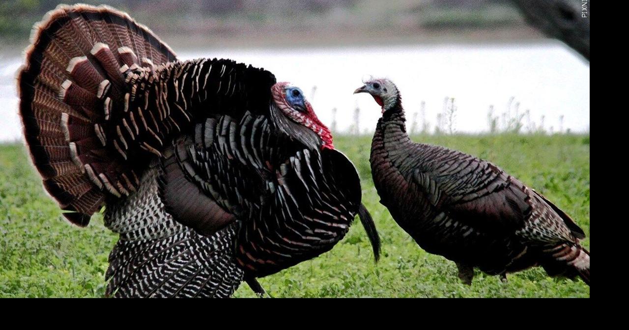 Hunters Harvest 882 Turkeys During Illinois Fall Archery Season