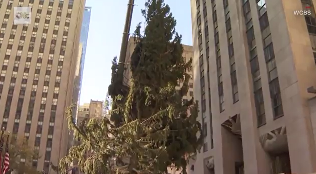 Nyc S Christmas Tree Arrives At Rockefeller Center News 3 This Morning Wsiltv Com
