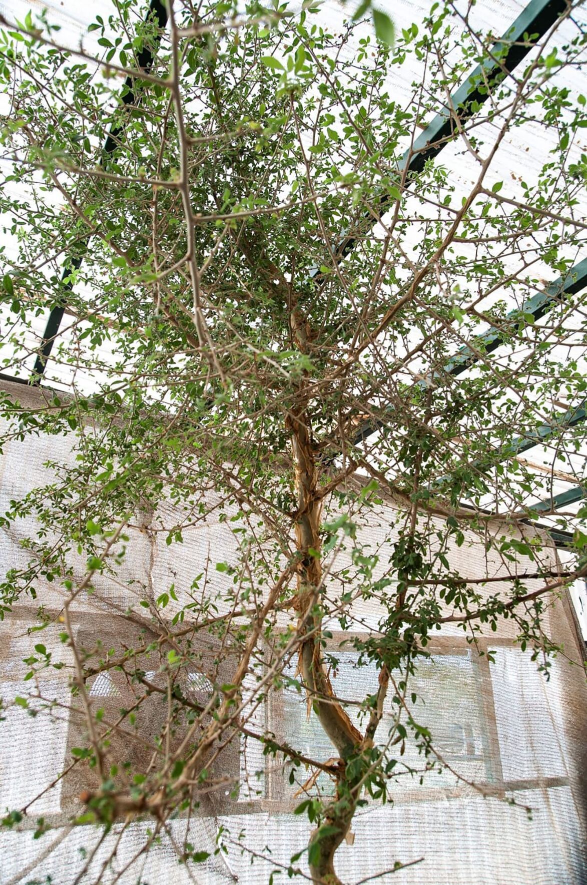 Lost biblical plant with medicinal properties resurrected from 1,000-year-old seed