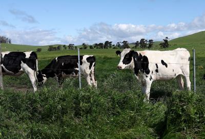 US government announces new financial incentives for farms to stem the spread of bird flu in dairy cattle