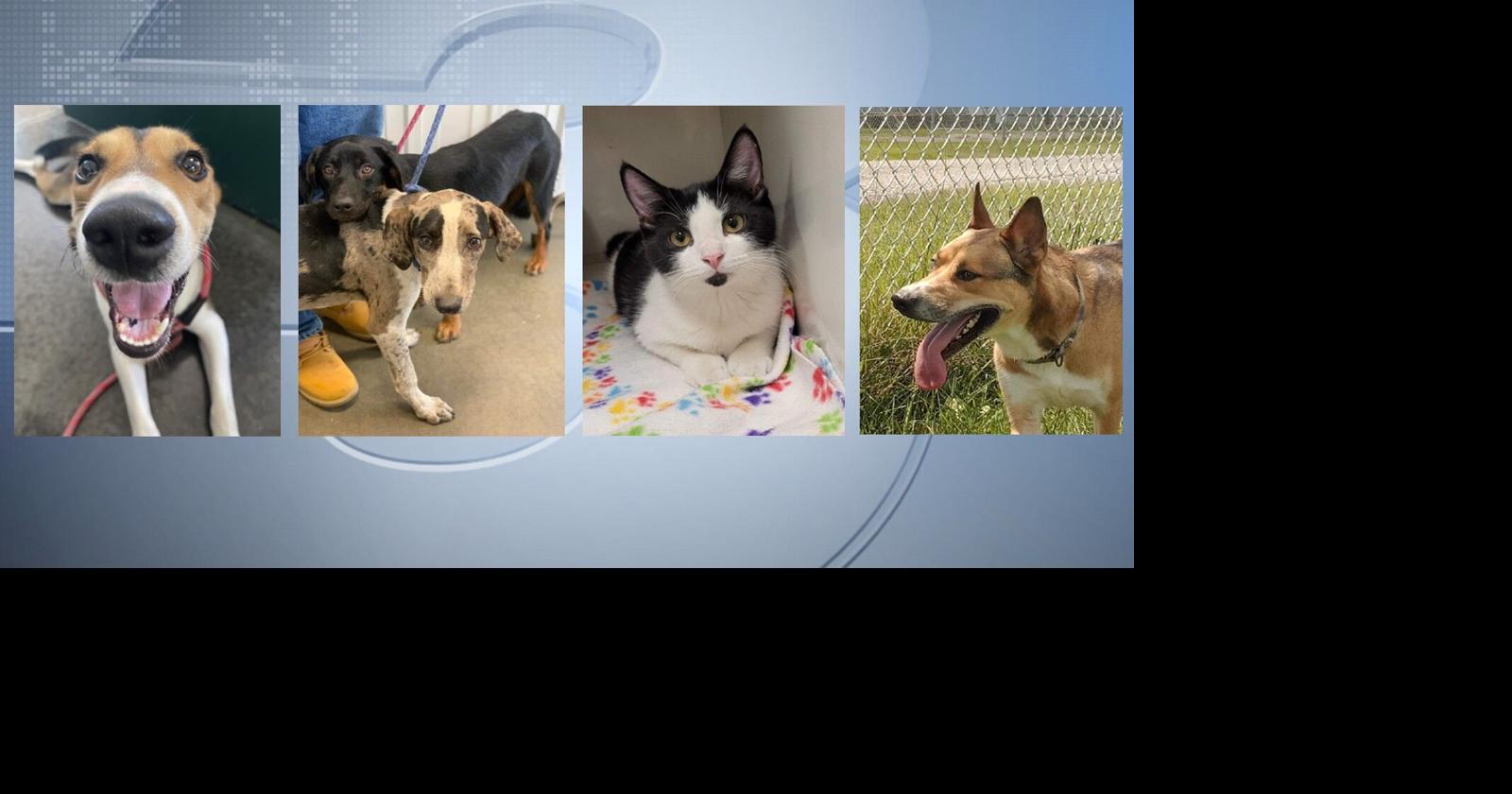 Pets of the Week: September 1, 2022 | Pets | wsiltv.com