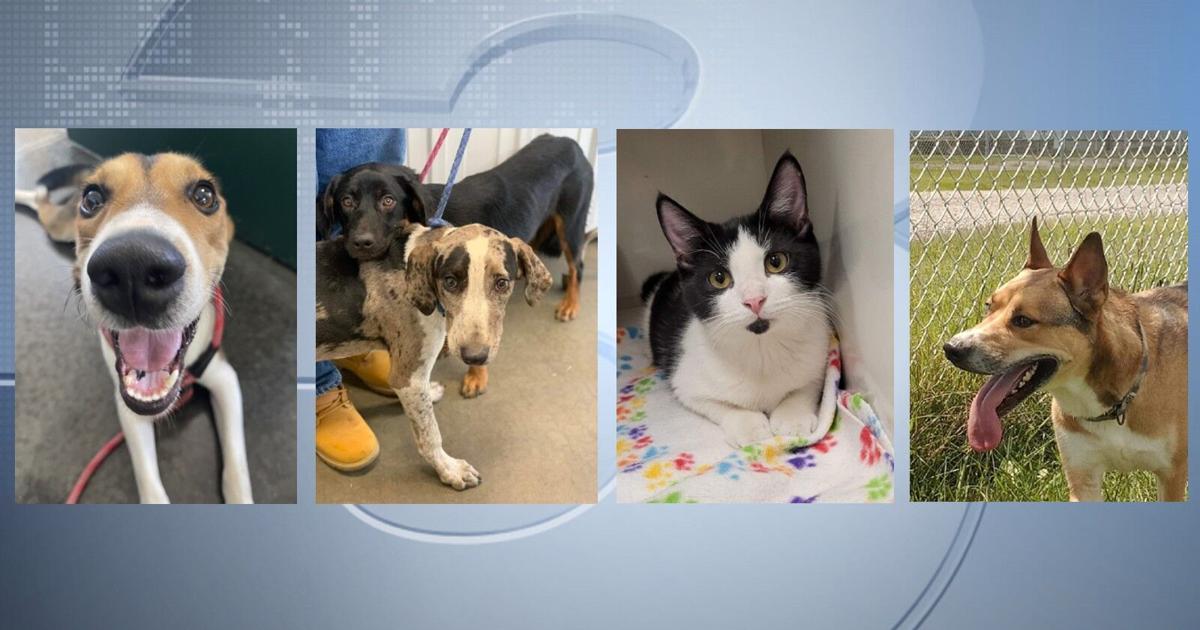 Pets of the Week: September 1, 2022 | Pets | wsiltv.com