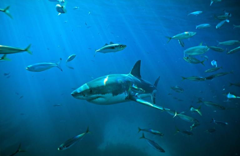‘Jaws’ turns 50. It changed pop culture and our perception of sharks
