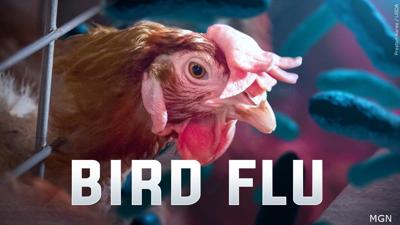 Avian Bird Flu