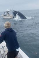 MUST SEE: Whale crashes into boat in Portsmouth Harbor and capsized it