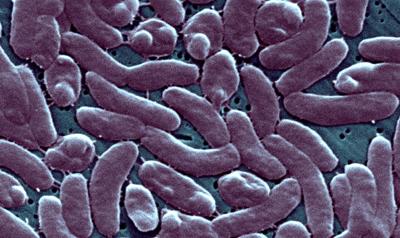 Flesh-eating bacteria Vibrio vulnificus