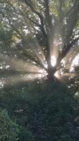 Rays of sunlight shining through trees #shorts